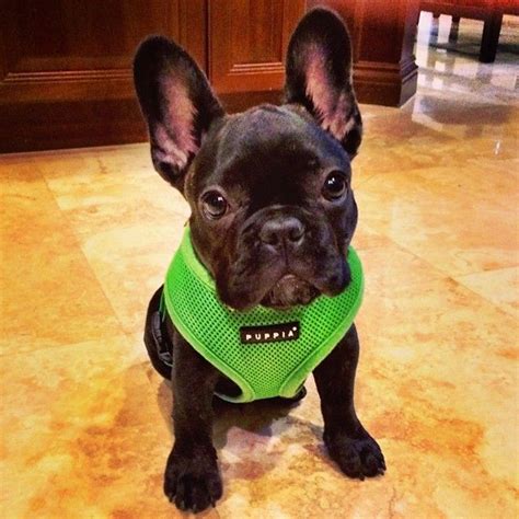 What Size Puppia Harness For French Bulldog