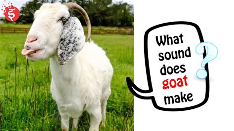 What Sound Does A Goat Make? Different Sound …