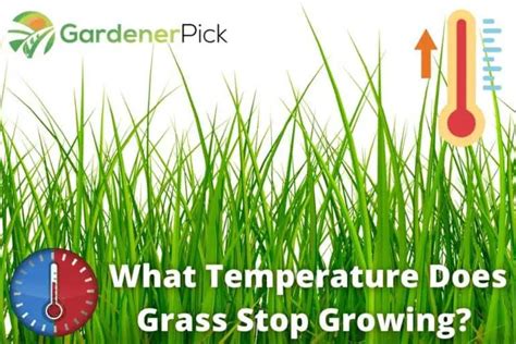 What Temperature Does Grass Stop Growing? [Dormancy