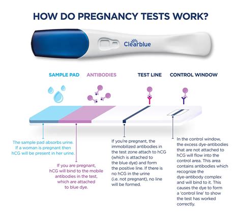 What To Do After A Positive Pregnancy Test A Comprehensive Guide