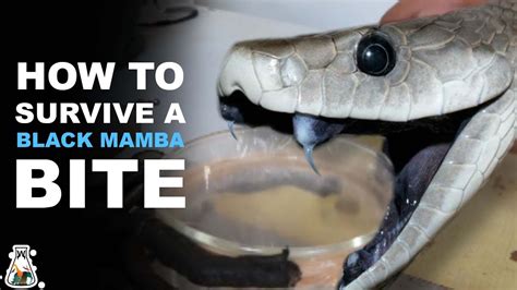 What To Do If Bitten By A Black Mamba? (Helpful Examples)