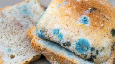 What To Do If You Eat Moldy Bread? A Simple Guide To Help You …