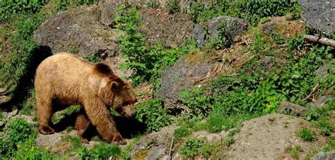 What To Do If You See A Bear (And Why) - Effortless …