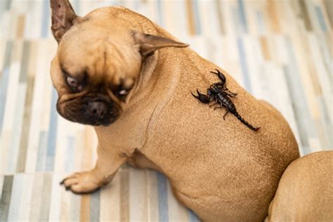 What To Do If Your Dog Or Cat Gets Stung By A Scorpion ...