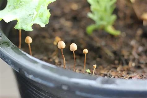 What To Do When You See Mushrooms in Your Soil The Sill