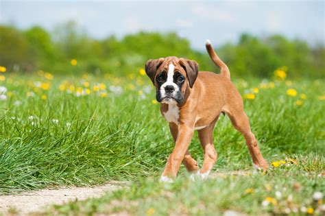 What To Expect With A Boxer Puppy