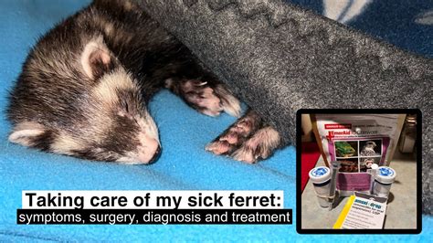 What To Feed A Sick Ferret - seekforpet.com