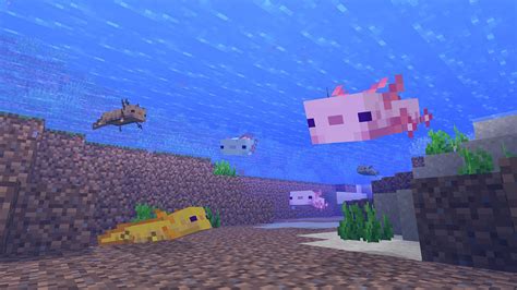 What To Feed Axolotls In Minecraft - MinecraftFanClub.net