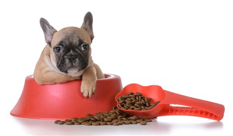 What To Feed Puppy French Bulldog