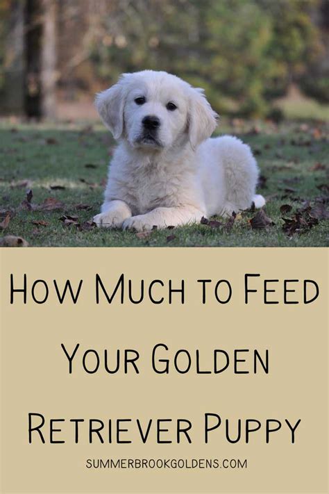 What To Feed Your Golden Retriever Puppy