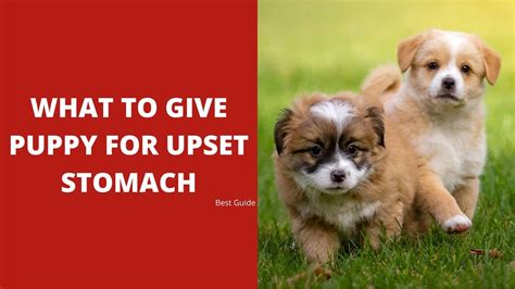 What To Give Puppy For Upset Stomach - Dog Fluffy