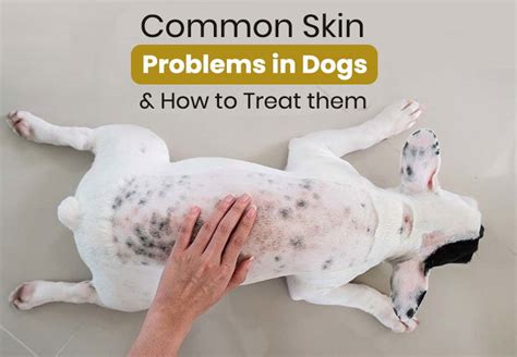 What To Know About Common Skin Problems in Dogs