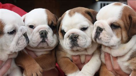 What To Know About English Bulldog Puppies
