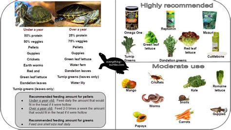 What Vegetables Can Red-Eared Sliders Eat?