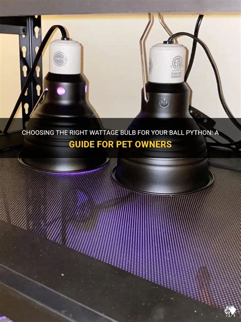 What Wattage Ceramic Bulb For Royal Python - WHYIENJOY