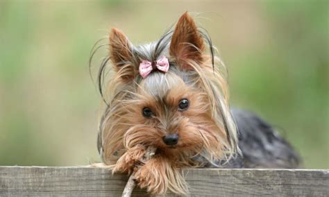 What Were Yorkies Bred For? - Past Jobs, Roles & History - The …