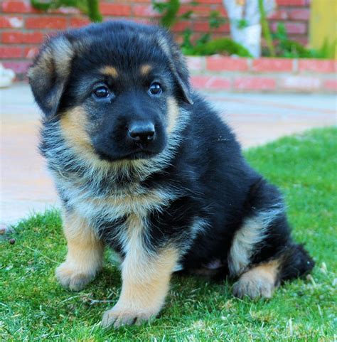 What Will My German Shepherd Puppy Look Like