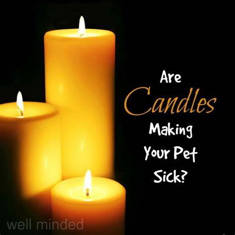 What You Need To Know About Candles and Cats, Dogs, and Other Pets