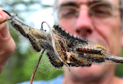 What You Need to Know About Moving and Gypsy Moths