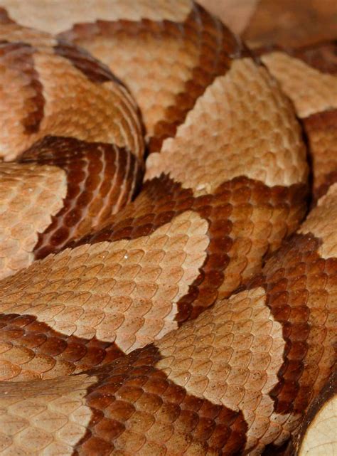 What You Need to Know About Recent Copperhead Bites