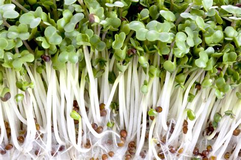 What You Should Know About Sprouts - Penn State …