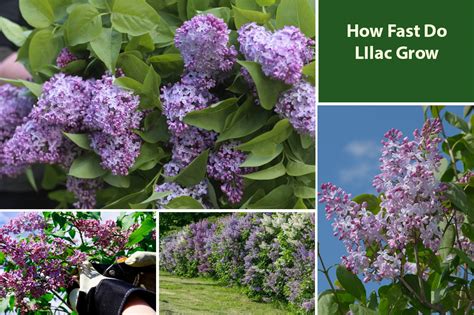 What Zones Do Lilac Bushes Grow In? - QuestionAnswer.io