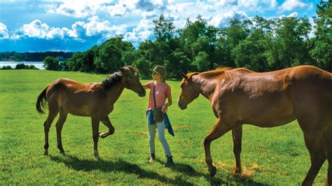 What a difference a yearling makes VTx Virginia Tech