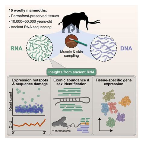 What a iced mammoth named Yuletide is redefining that study of ancient RNA