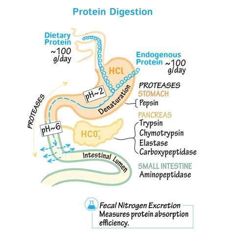 What acids are end products of protein digestion ...