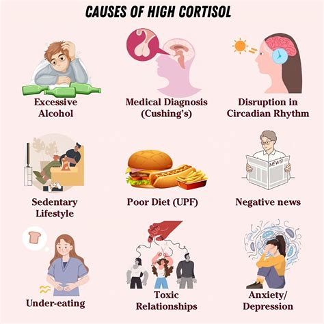 What activities cause high cortisol