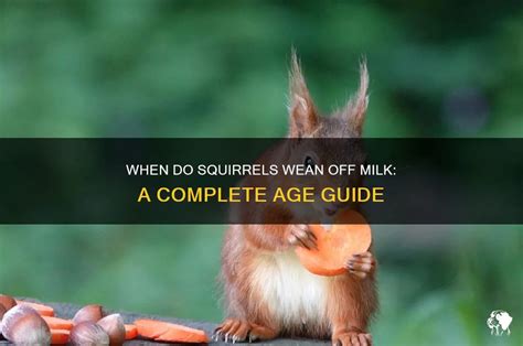 What age do squirrels stop drinking milk.  A squirrel's development into adult...