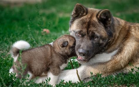 What age is a puppy weaned