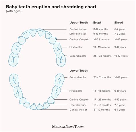 What age should babies get teeth