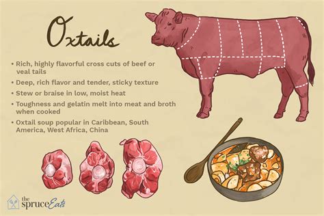 What animal is oxtail. Sep 25, 2023 · Add the carrots, bay leaves, ginger, and cloves and cook for 1 minute, stirring constantly. Add the bull tail back to the pan and cover completely with the wine and stock, then bring to a boil. Reduce the heat to a simmer, cover, and simmer for 3-4 hours. It's done when the meat is falling away from the bone. 