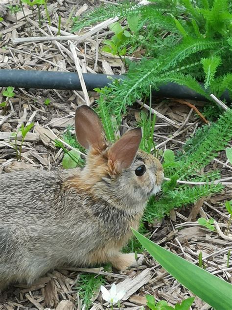 What animals eat yarrow? - Answers