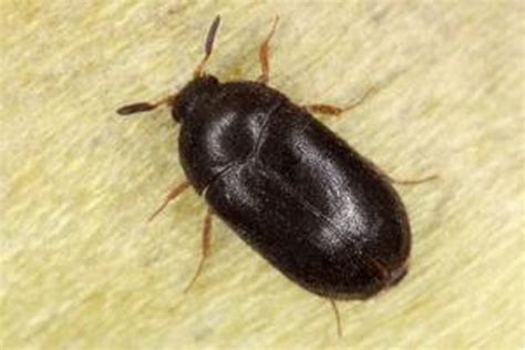 What are Carpet Beetles and Where Do They Come From? - Plunkett