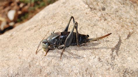 What are Mormon crickets? They're invading parts of the U.S.
