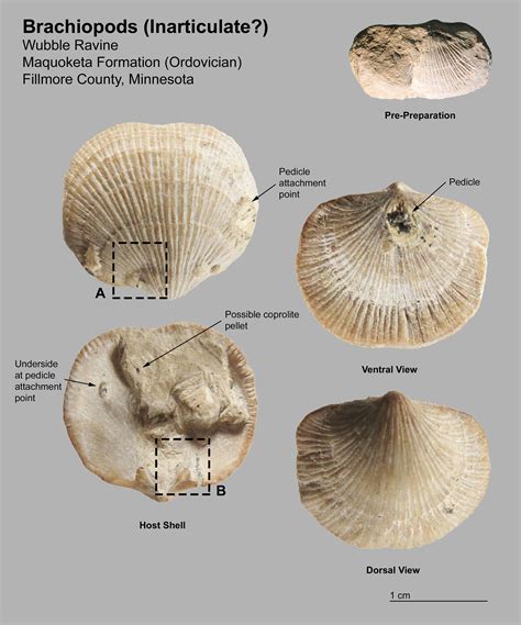 Brachiopods are suspension feeders, which means that they extract food (plankton, particles of dead organic matter, etc.) out of water that they pump in and out .... 