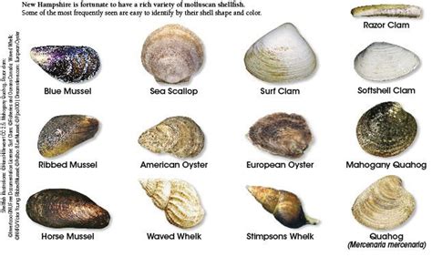 What are clams classified as. Things To Know About What are clams classified as. 