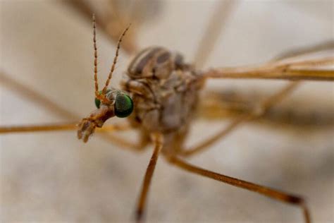 What are crane flies and why are they in Houston during spring ...