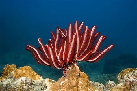 Sea lily, any crinoid marine invertebrate animal (class Crinoidea, phylum Echinodermata) in which the adult is fixed to the sea bottom by a stalk. Other crinoids (such as feather stars) resemble sea lilies; however, they lack a stalk and can move from place to place. The sea lily stalk is. . 