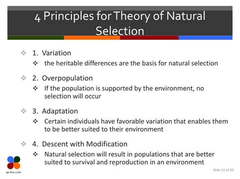 What are darwin's 4 principles of natural selection. Darwin’s friend and colleague, Charles Lyell, the founder of modern geology, a member of the Royal Society, and the acknowledged head of Victorian England’s scientific aristocracy, also read Wallace’s paper and immediately saw its significance, both to science and to Darwin’s legacy. ... Also known as “natural selection,” it is a ... 