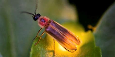 What are fireflies called in Ireland? - Gabrielenoziglia.com