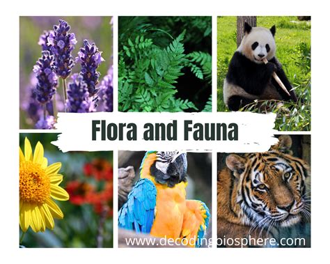 1 : a treatise on or list of the plants of an area or period 2 : plant, bacterial, or fungal life especially : such life characteristic of a region, period, or special environment fossil flora intestinal flora compare fauna Did you know? Flora Has Roots in Roman Mythology. 