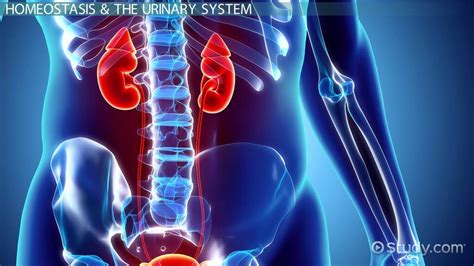 What are four ways the urinary system maintains homeostasis?