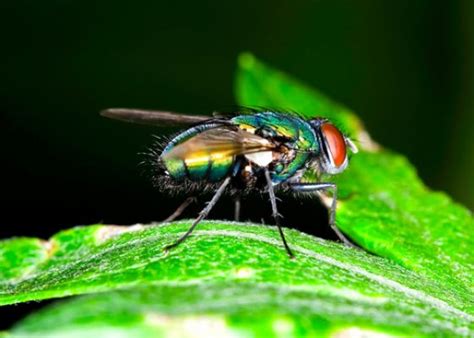 What are green bottle flies? - Rescue