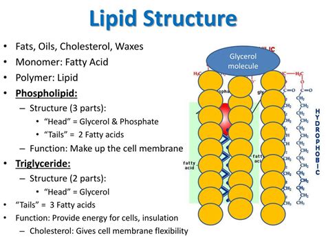 What are lipids made of.  Learn about their structure, function and exam...