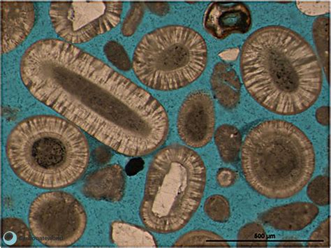 Ooids are typically spherical sediment grains characterised by c