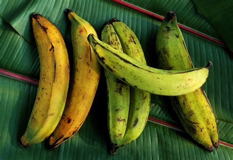 What are plantains. Plantain. The plantain is a crop from the genus Musa. Its fruits are edible, and are generally used for cooking. This is different from the soft and sweet banana (which is often called dessert banana ). Dessert bananas are more common to import in countries in the European Union or the United States . 