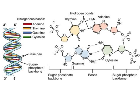 What are polymers of a nucleotide called? - Vedantu